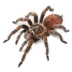 Imagen PNG para descargar